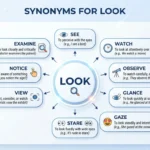 synonyms for look